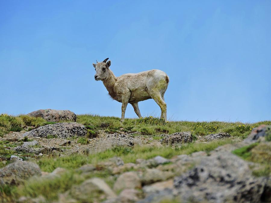 Bighorn Sheep Ewe Photograph by Connor Beekman