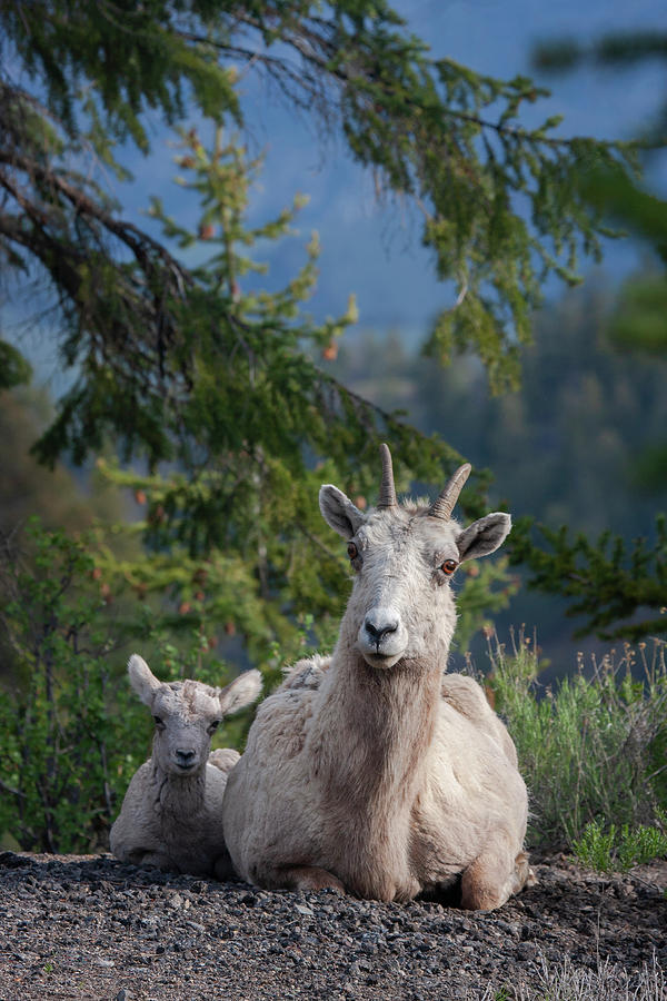 Bighorn Sheep Family Photograph by Mark Miller