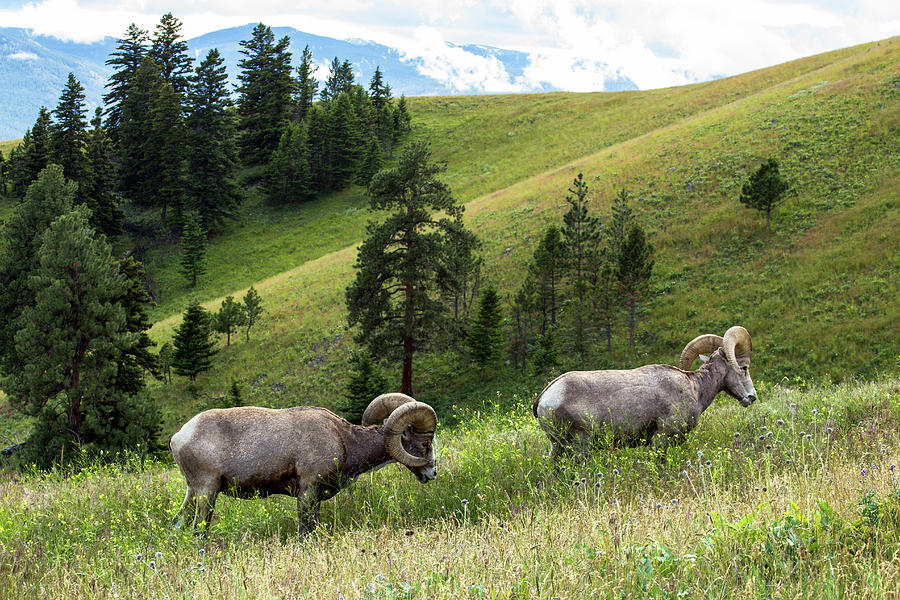 Bighorn Sheep grazing in Mountain Meadow Photograph by Amy Sorvillo