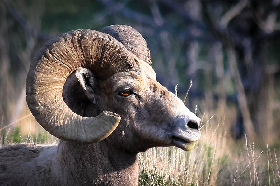 Bighorn Sheep Head Photograph by Scott Richard