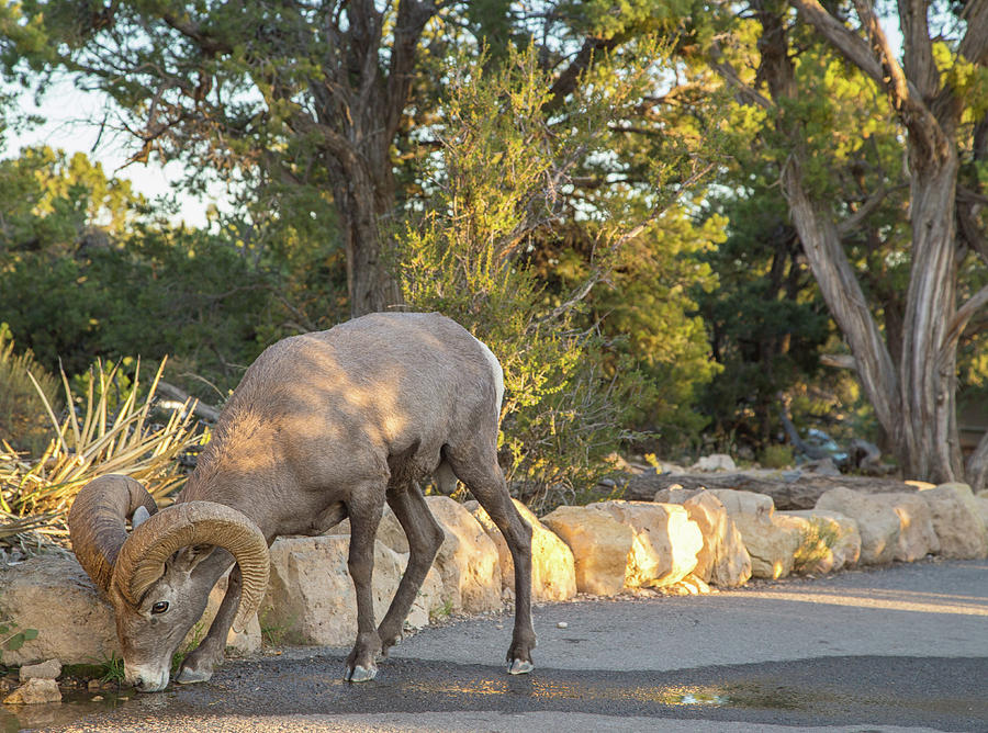 Bighorn sheep in Grand Canyon Photograph by Kunal Mehra