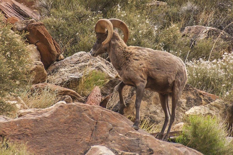 Bighorn Sheep In Grand Canyon Photograph by NaturesPix