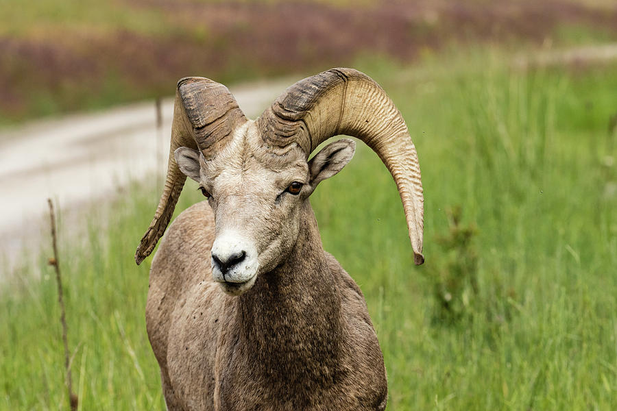 Bighorn Sheep In The National Bison Range Photograph