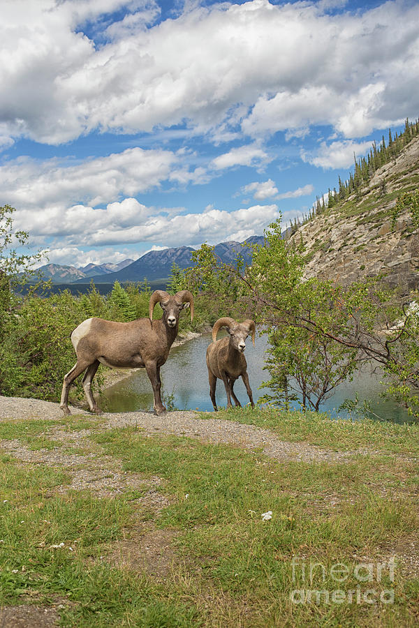 Banff National Park Photograph - Bighorn sheep in the Rockies in Canada by Patricia Hofmeester