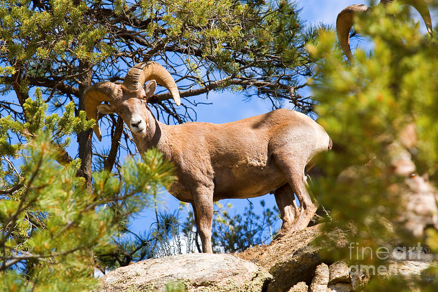 Portrait of a Bighorn Sheep in the San Isabel National Forest Photograph by Steven Krull
