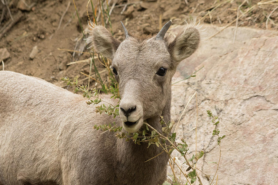 Bighorn Sheep Lamb Smiles for its Picture Photograph by Tony Hake