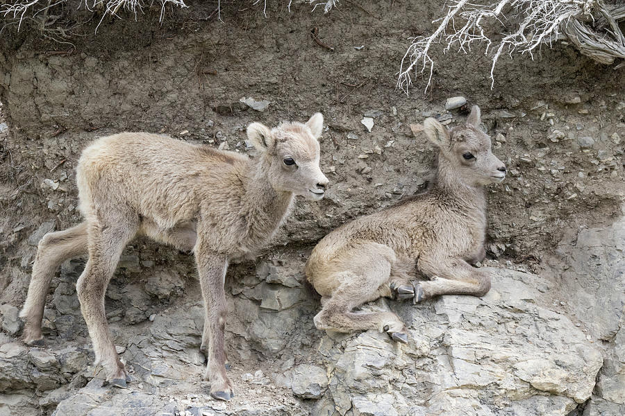 Bighorn Sheep Lambs on the Cliff Photograph by Tony Hake