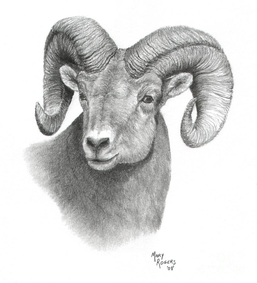 horned sheep drawings