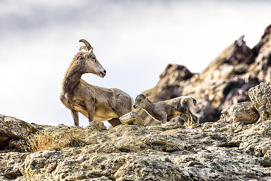 Bighorn Sheep Mom and Baby Photograph by Janis Knight