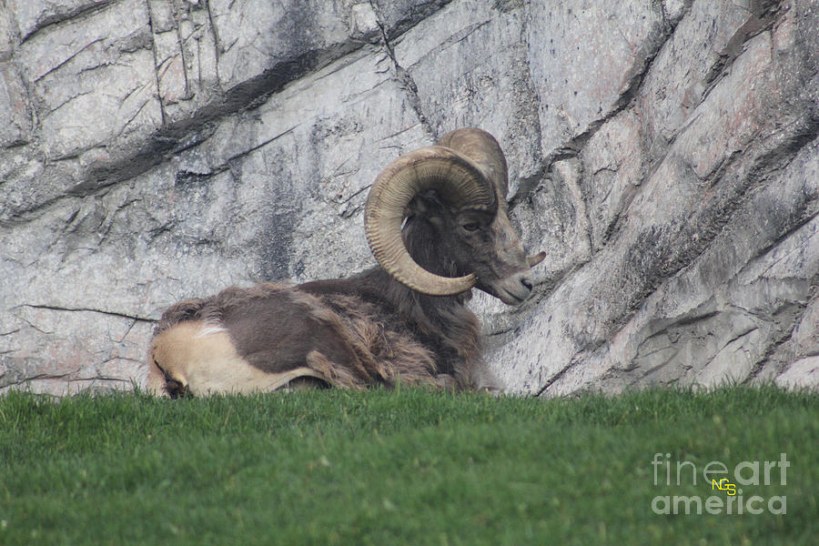 Animal Photograph - Bighorn Sheep by Nelson Smith