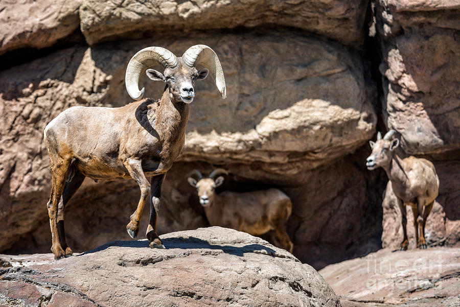 Bighorn Sheep Ram 1 Photograph by Al Andersen
