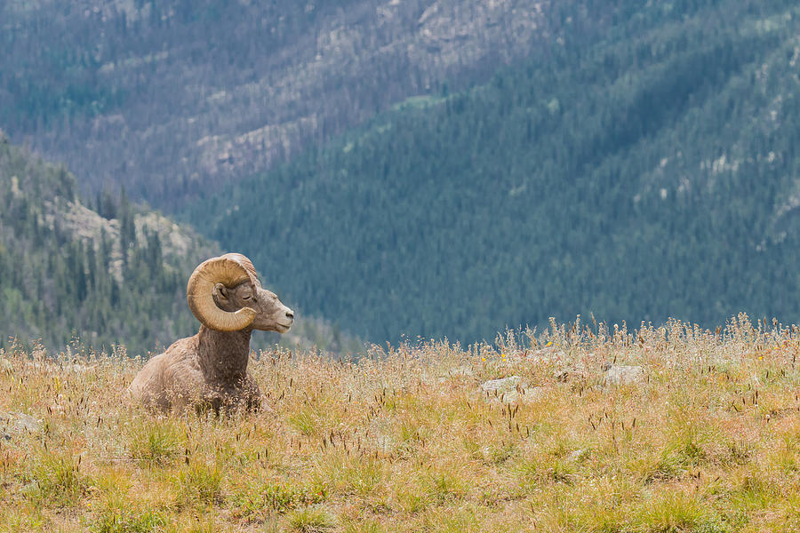 Bighorn Sheep Ram at Rest Photograph by Tony Hake