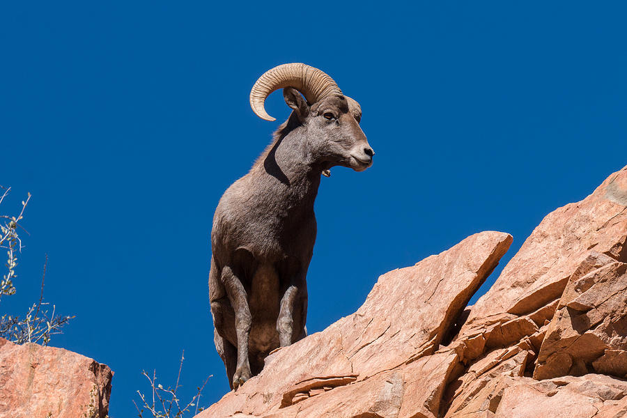 Bighorn Sheep Ram Stands Tall Photograph by Tony Hake