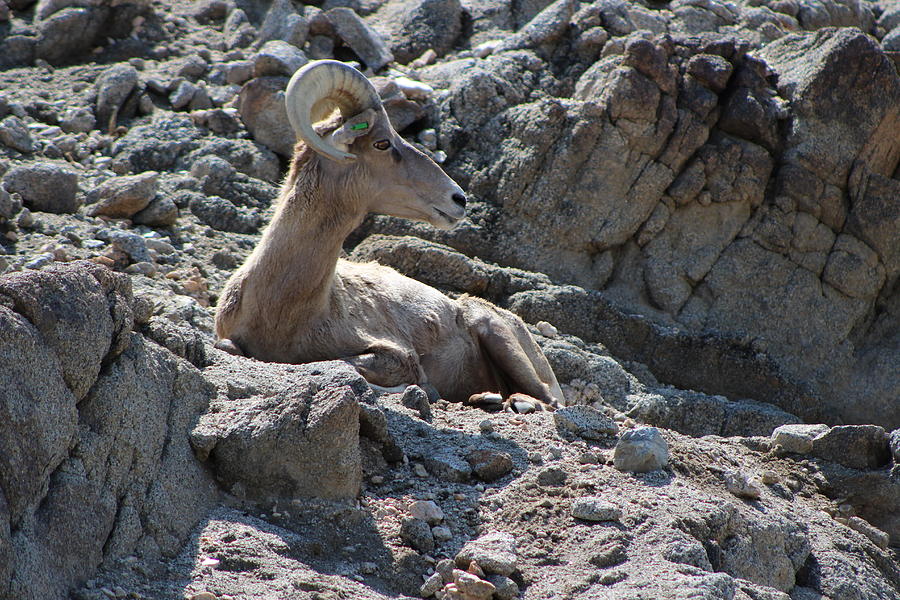 Bighorn Sheep Resting Photograph by Colleen Cornelius