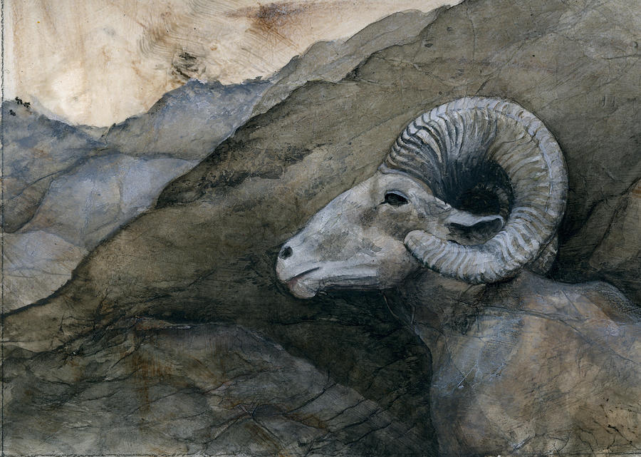 Bighorn Sheep Painting by Sandy Clift