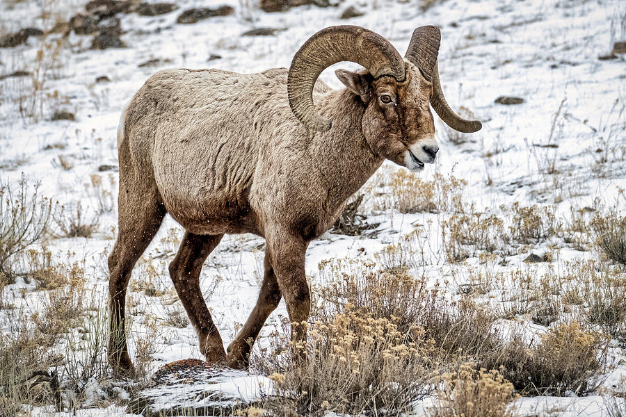Bighorn Sheep Photograph by Stuart Litoff