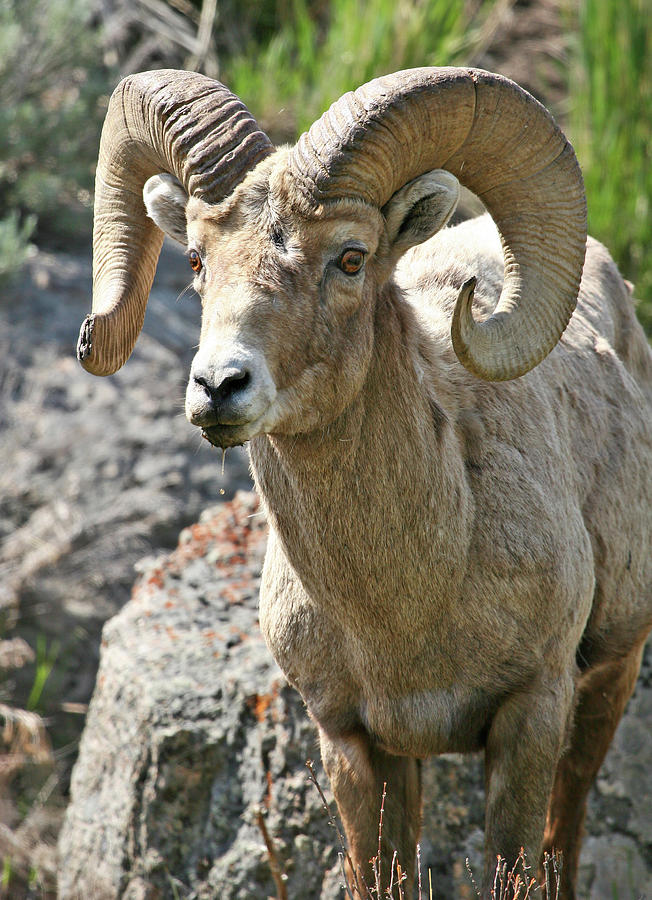 Bighorn Sheep Photograph by Wesley Aston