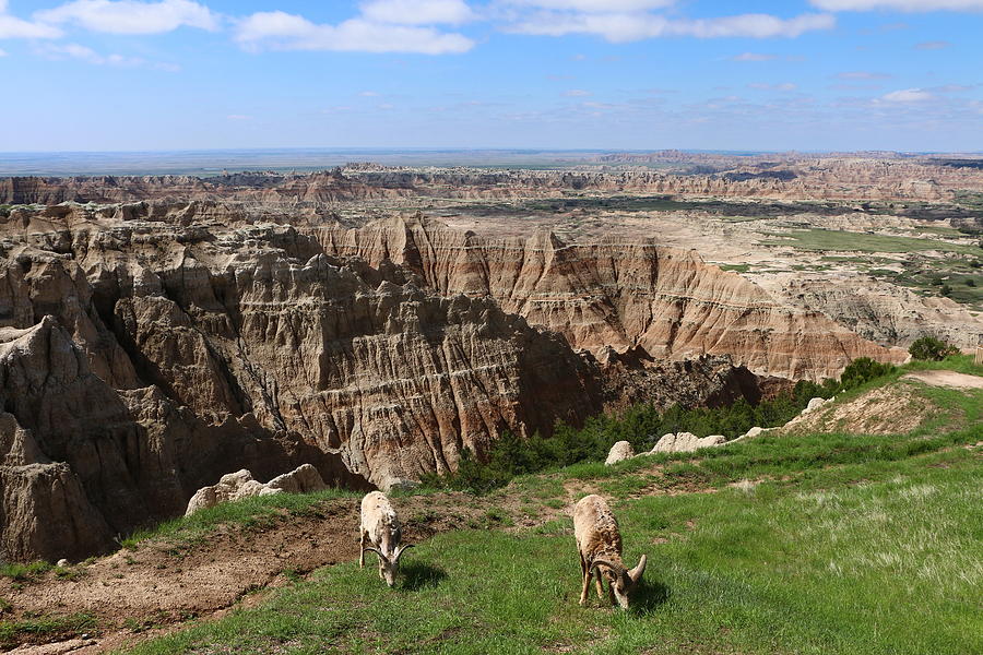 Bighorn Sheeps At Sage Creek Photograph by Christiane Schulze Art And Photography