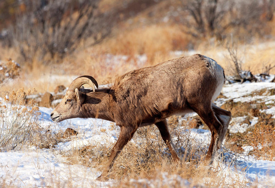 Wildlife Photograph - Bighorn Stare by Michael Dawson