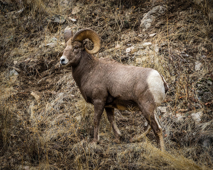 Bighorn Trek Photograph by Gary Migues