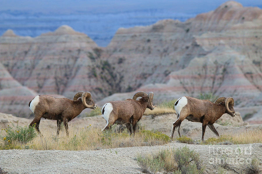Bighorns at the Badlands  8489 Photograph by Jack Schultz