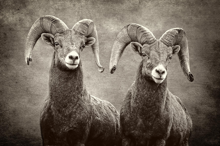 Bighorns Photograph by Wes and Dotty Weber