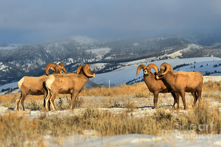 Bighorns In The Elk Refuge Photograph by Adam Jewell