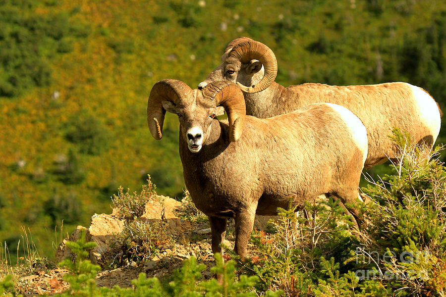 BIghorns On The Cliff Photograph by Adam Jewell