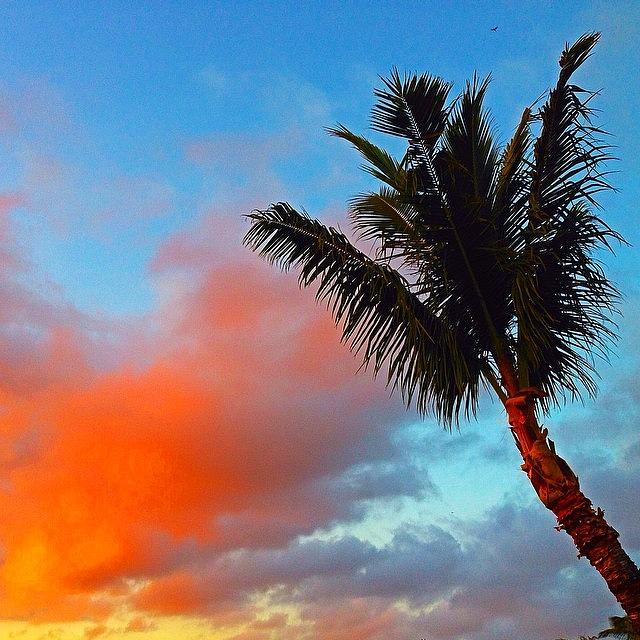 Sunset Photograph - Big Island Sunset with Palm Tree by Eugene Evon