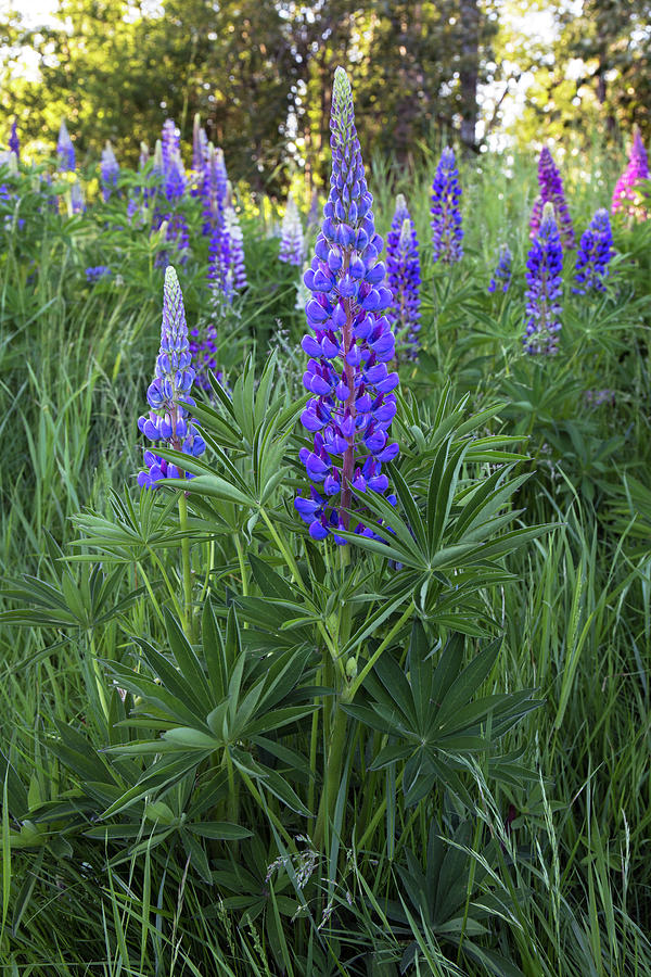 Bigleaf Lupines at Elgin Heritage Park Photograph by Michael Russell