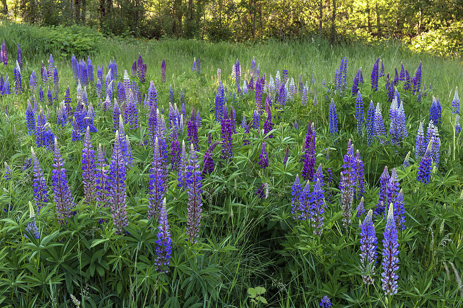 Bigleaf Lupines in Elgin Heritage Park Photograph by Michael Russell
