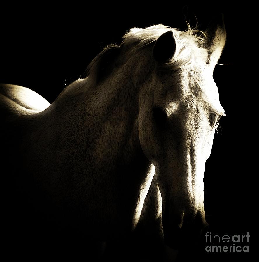 Horse Photograph - Bijou by Clare Bevan