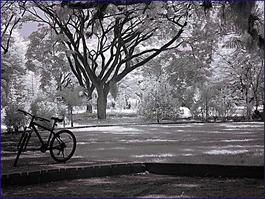 Bike At The Botanical Garden Photograph