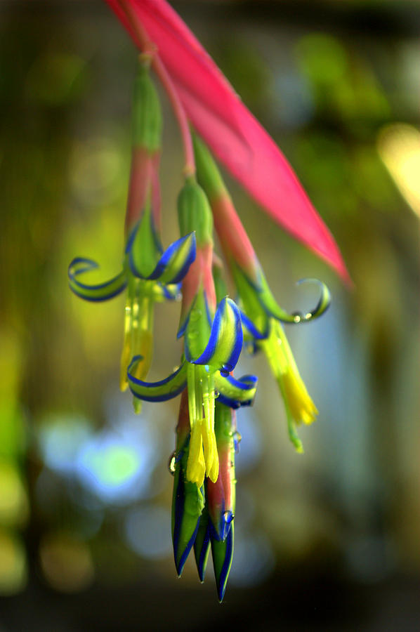 Bilbergia Flower Bromeliad Photograph by Nathan Abbott