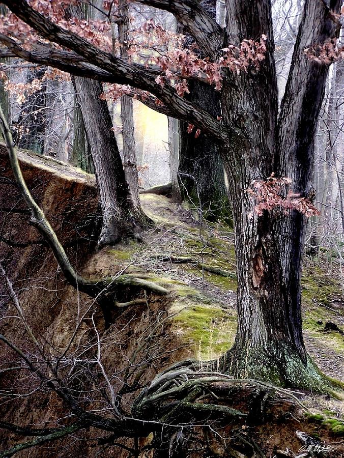 Nature Digital Art - Bilbows Path by Bill Stephens