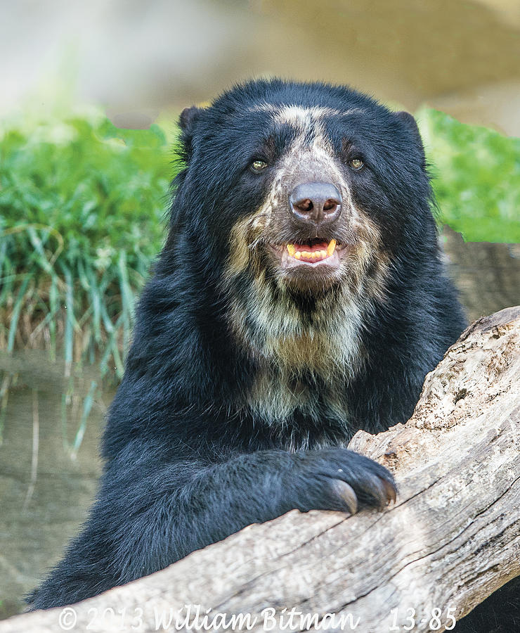 Billie Jean Momma Andean Speckled Bear Photograph by William Bitman ...