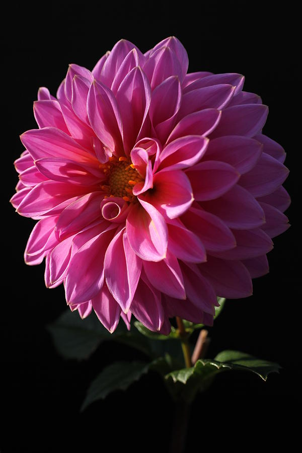 Billowy Pink Dahlia Photograph by Tammy Pool