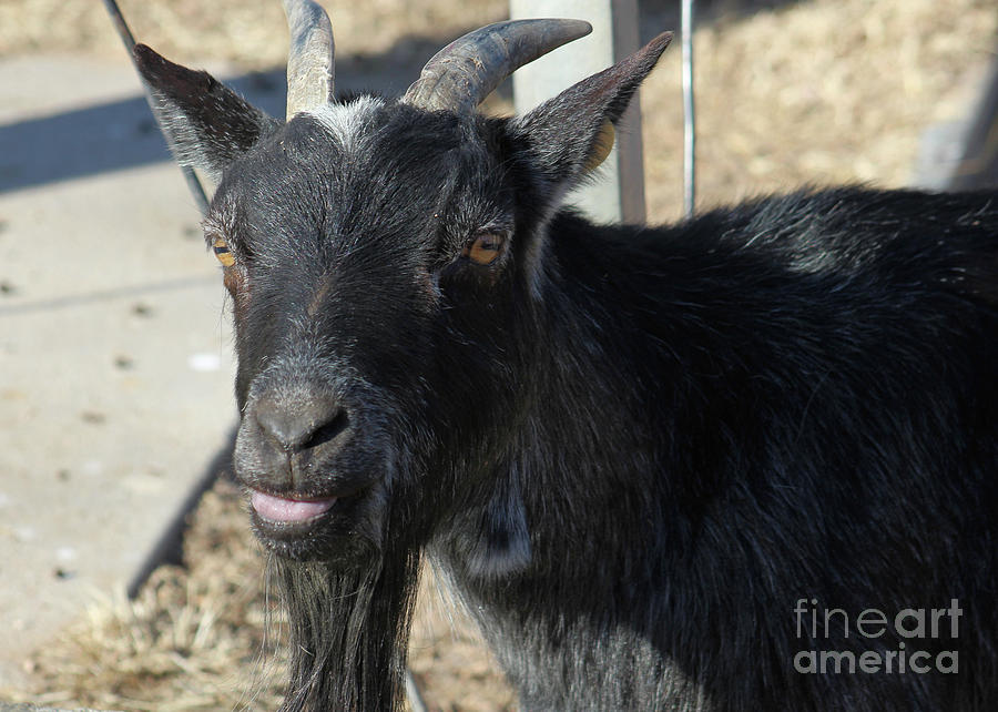 Billy Goat Photograph By Brenda Ackerman Fine Art America