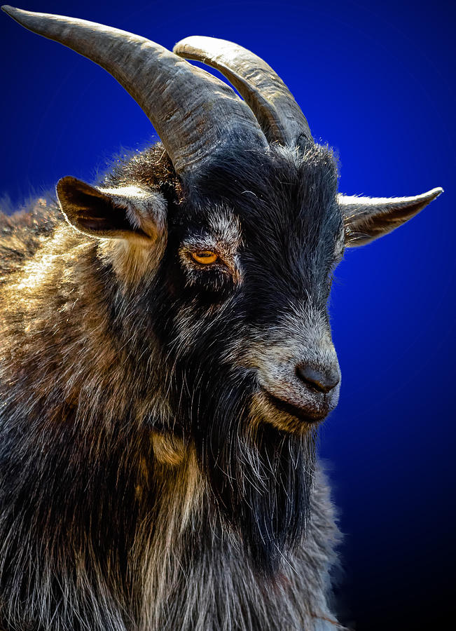 Billy Goat Blues Photograph by Brian Stevens