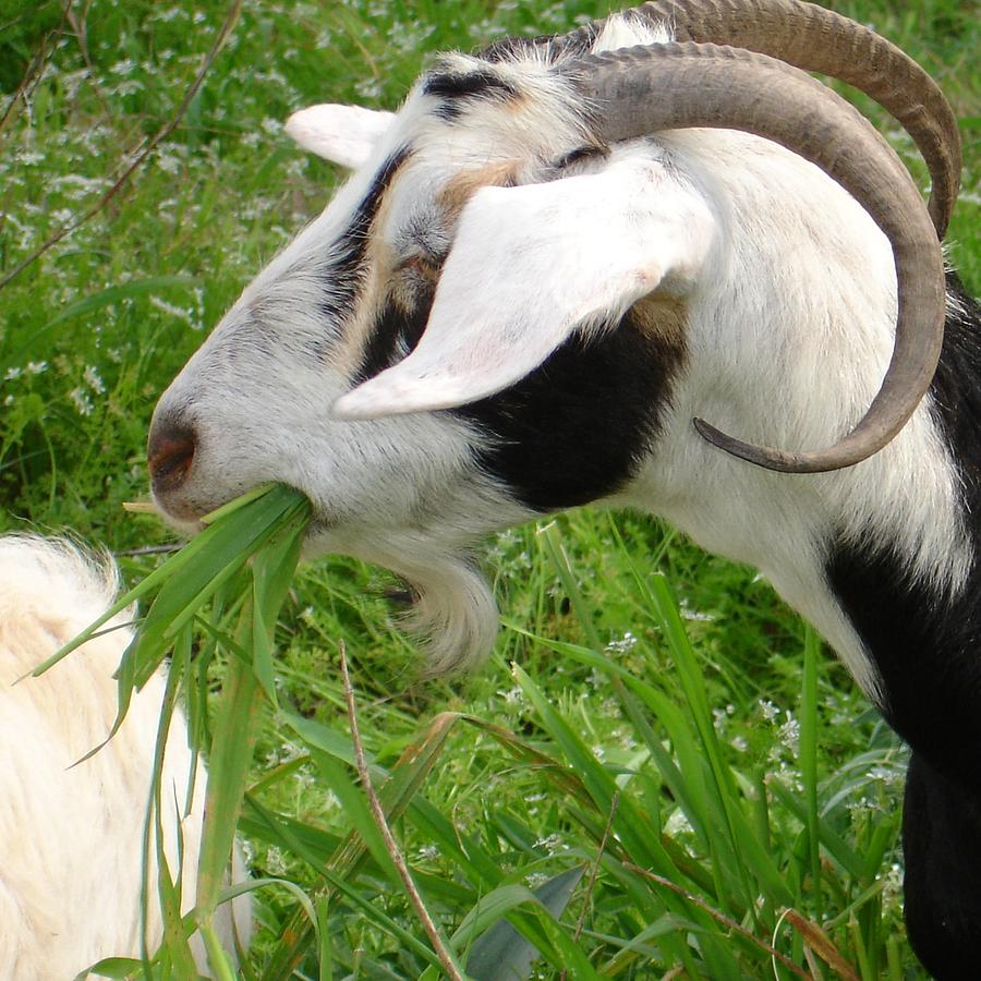Billy Goat Horns Photograph