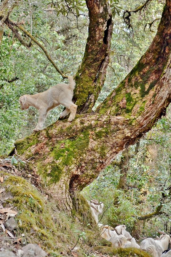 Billy Goat in Tree Photograph by Kim Bemis