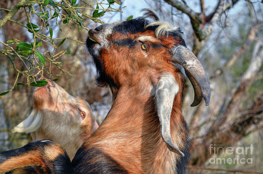 Billy Goats Photograph by Savannah Gibbs