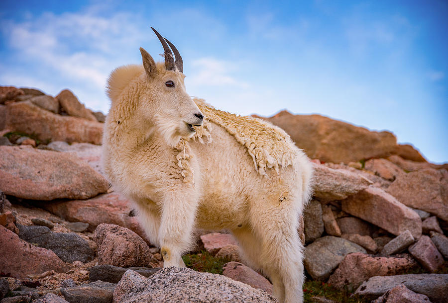 Wildlife Photograph - Billy Goats Scruff by Darren White