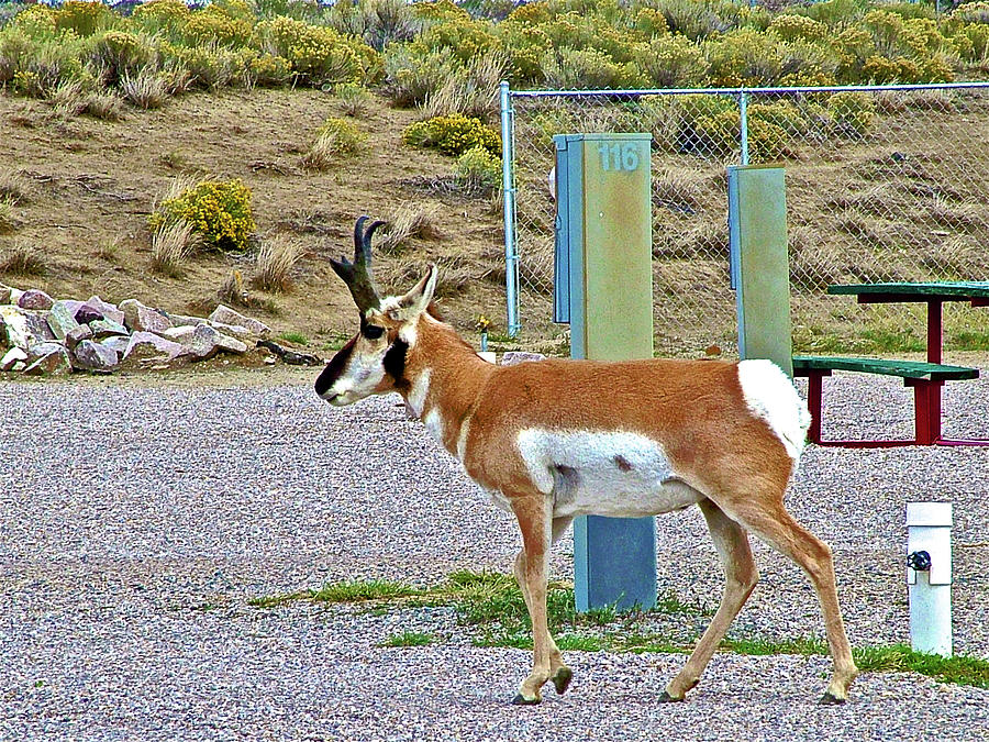 Billy, the Pronghorn Antelope in an RV Park in Rawlins, Wyoming Photograph by Ruth Hager