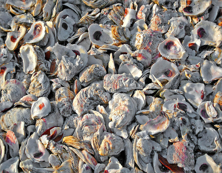 Billys Oyster Shells Painting by Michael Thomas