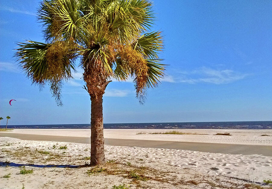 Biloxi Beach Palm Tree Photograph by Marian Bell
