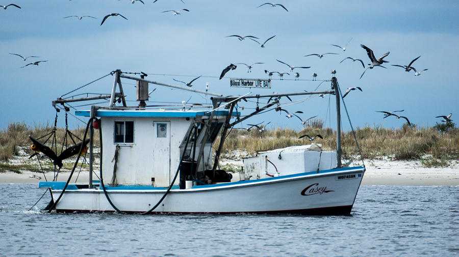 harbor bait