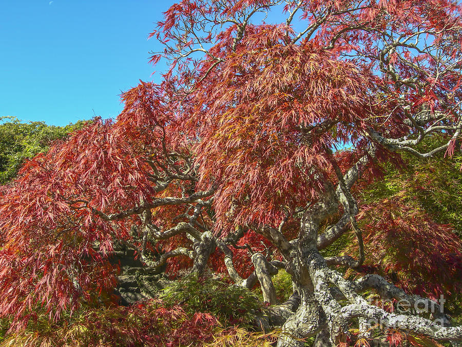 Biltmore Estate Japanese Maple Tree Photograph