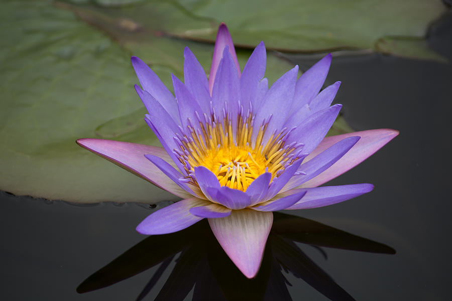 Biltmore Flower Photograph by Roger Downes - Fine Art America