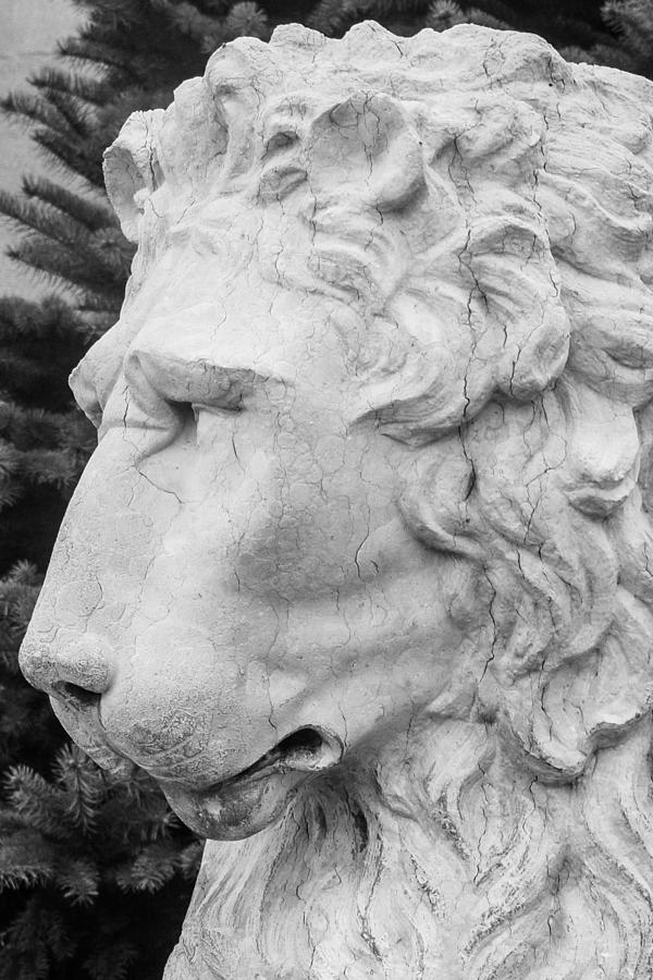 Black And White Photograph - Biltmore House Lion by Mary Ann Artz